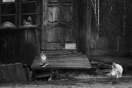 Katzen Regel, Hunde, Gras ... / .....