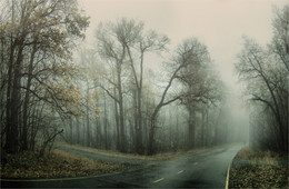 Wald Rand / ***