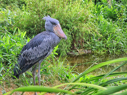 Vogel ...... :))) / ***
