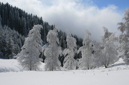Schwestern / ***