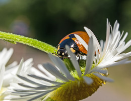 Bequemes Bett zu schlafen .. / ***