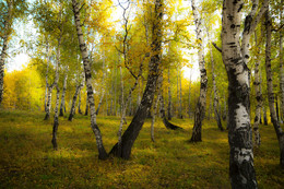 Birchwood / ***