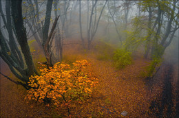 Herbstnebel Demerji ..... / ***