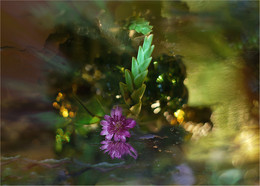 Live-Fantasy- / ***