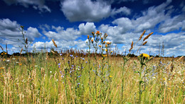 Sommerfeld / ***