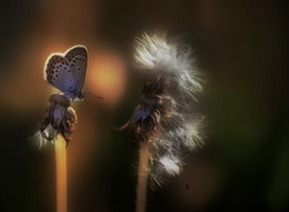 ..nemnogo Sommer .. / ...