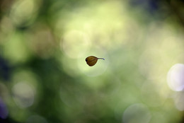 Schwerelosigkeit / ***