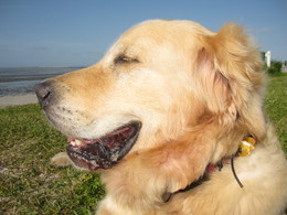 Danny, der "Nordsee-Retriever" / Besser kann man das Wohlfühl-Gefühl nicht dokumentieren