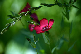 Sommer / ***