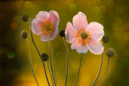 Anemonovy Blumen / ***