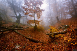 Goldener Herbst Demerji II / ***