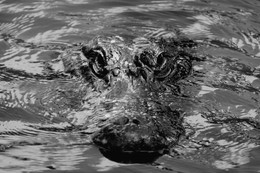 Alligator / Alligator in Florida