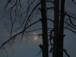 Mond / ***