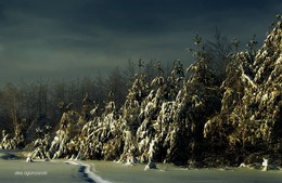 Waldlichtung / ***