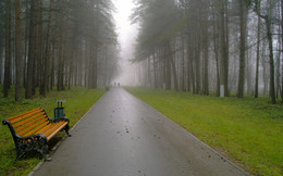 Verschwinden in den Nebel ... / ***