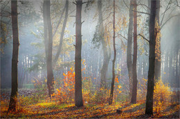 Herbstmorgen. / ***