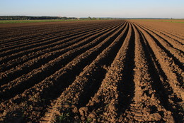 Auf dem Feld / ***