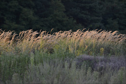 Auf dem Feld / ***