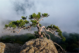 Ein weiterer Krim Bonsai. / ***