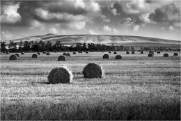 Auf dem Feld / ***