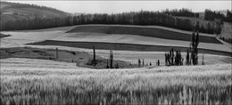 Auf dem Feld / ...