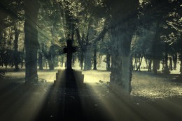 Licht und Schatten / Alter deutscher Friedhof in Witnica (PL)