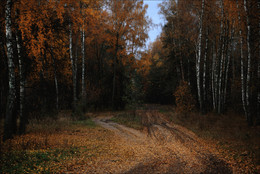 Herbst Birken / ***