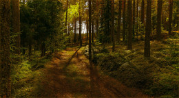 Über Sommer Wald / ***