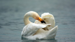 Sing / ***