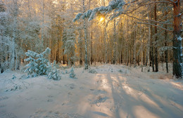 Frost und Sonne. / ***