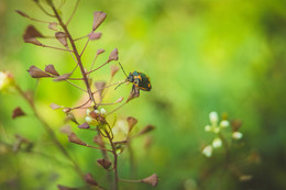 Welt bug. / ***