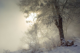 Morgendämmerung, Nebel / ***