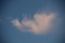 Drache / ***