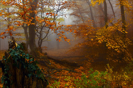 Nebligen Herbst Zeit ... / ***