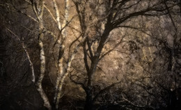 ... Die Verschmelzung von Licht und Schatten ... / ....