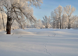 Fox Trail / ***