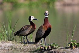 Holz Enten / ***