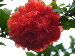 Granade in Sochi / Blooming granade in Sochi.