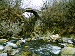 Pholadauri. georgia / Pholadauri. georgia