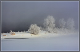 Igel im Nebel / ***