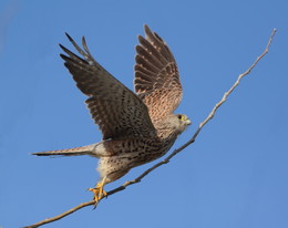 Windhover / ***
