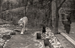 White Tiger / ***