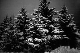 Fichten / ***