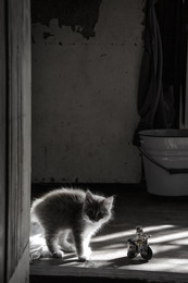  / ***