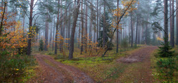 in den herbstlichen Wald / ***