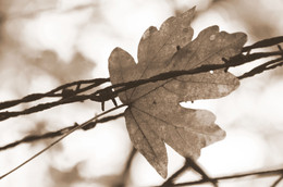 PAST / ***