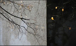**^** / Canon Power Shot