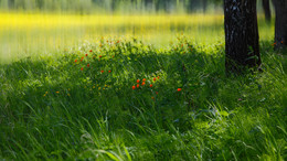 Summer Daydreams / ***