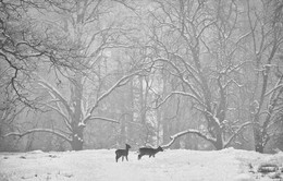 WINTERIDYLLE / Auf meiner Fototour im NATURPARK HOHE MARK konnte ich diese beiden, mit sehr viel Geduld, fotografieren.