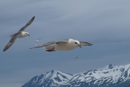Flug / ***